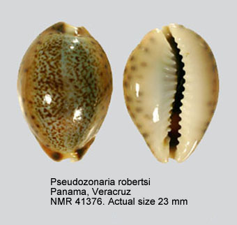 Pseudozonaria robertsi.jpg - Pseudozonaria robertsi(Hidalgo,1906)
